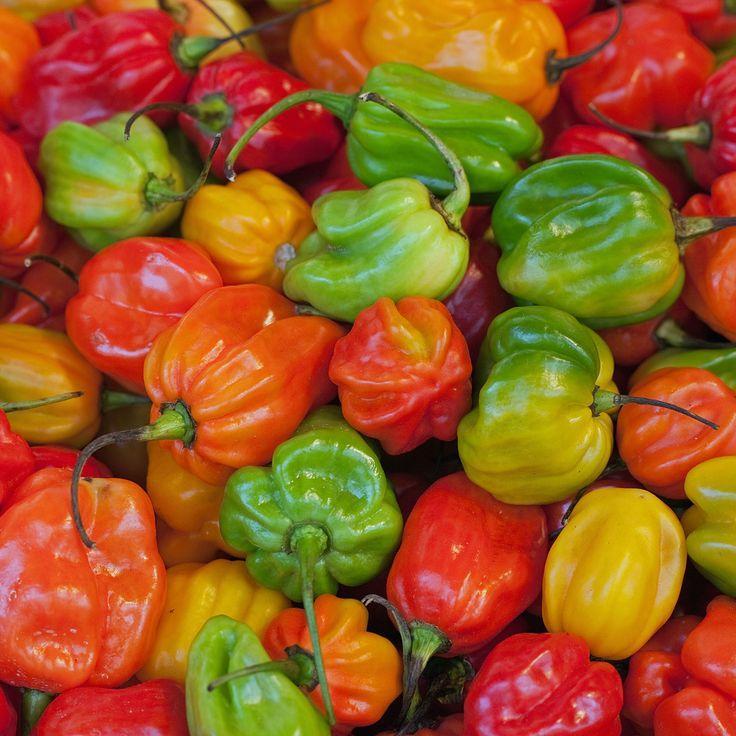 Daftar Habanero Alternatif: Pilihan Terbaik untuk Pengganti Cabai Pedas